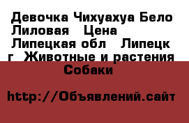 Девочка Чихуахуа Бело-Лиловая › Цена ­ 20 000 - Липецкая обл., Липецк г. Животные и растения » Собаки   